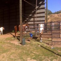 Nocona gets a visit from the free-roaming stallion & his mares