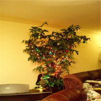 California Christmas Tree