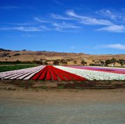 Flower farm around Salinas